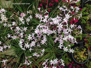 Tulbaghia 'Fairy Star' - blossom